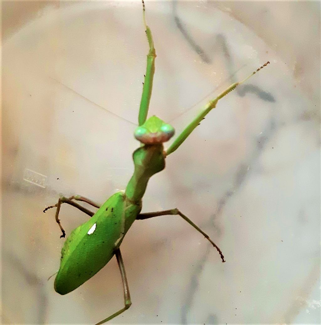 a determinare: Sphodromantis viridis, femmina